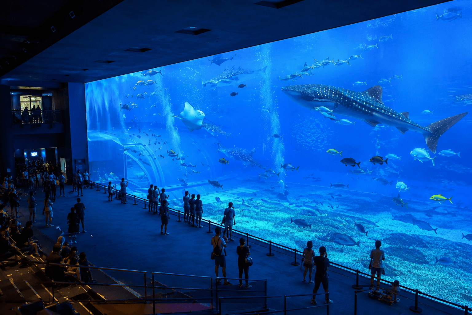 美ら海水族館